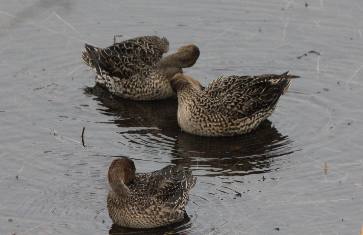 Northern Pintail - ML646485383