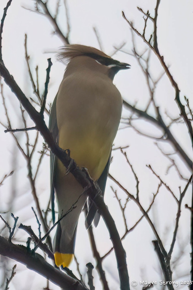 brkoslav americký - ML646485384