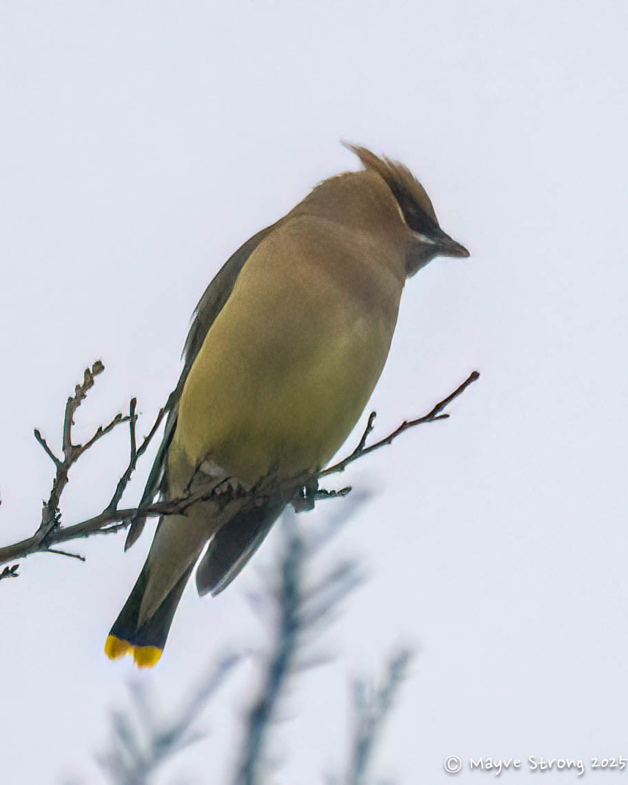 brkoslav americký - ML646485385