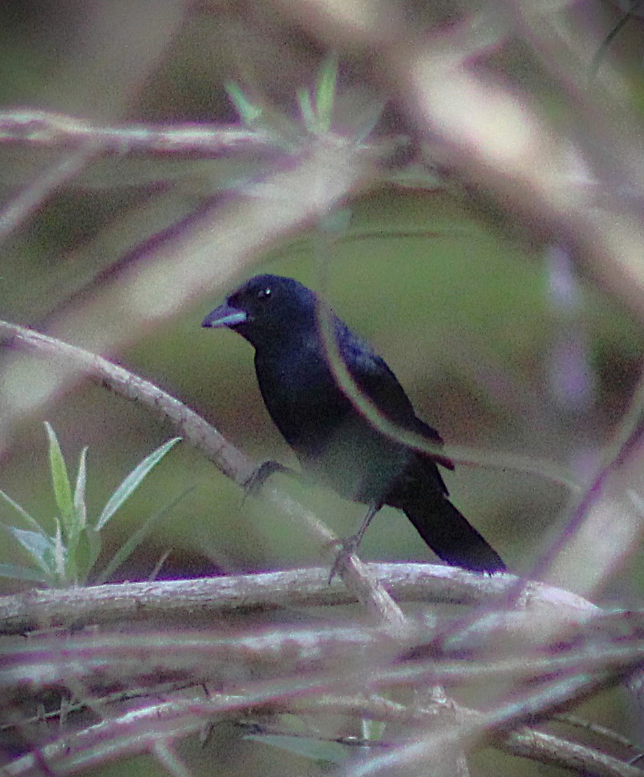 ヒノデクロフウキンチョウ - ML646485386