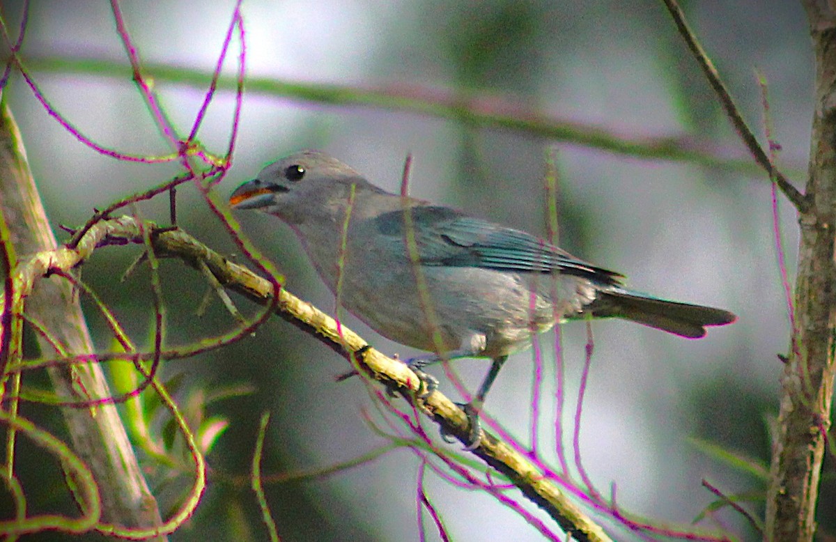 ハイガシラソライロフウキンチョウ - ML646485400