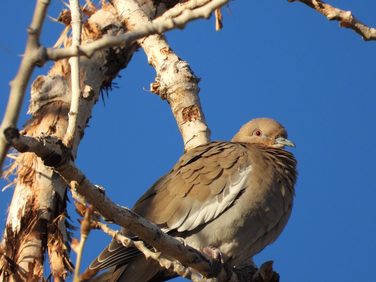White-winged Dove - ML646485401