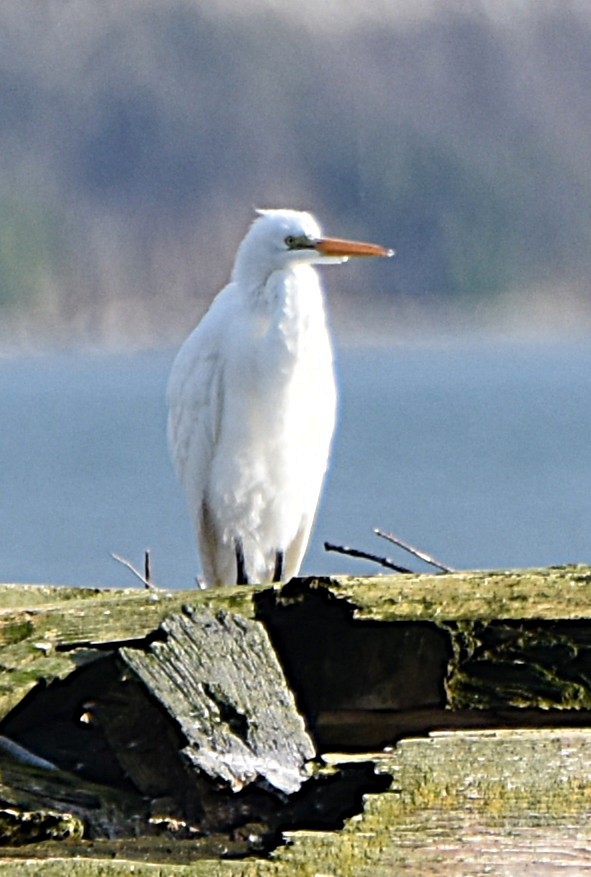 Great Egret - ML646485402