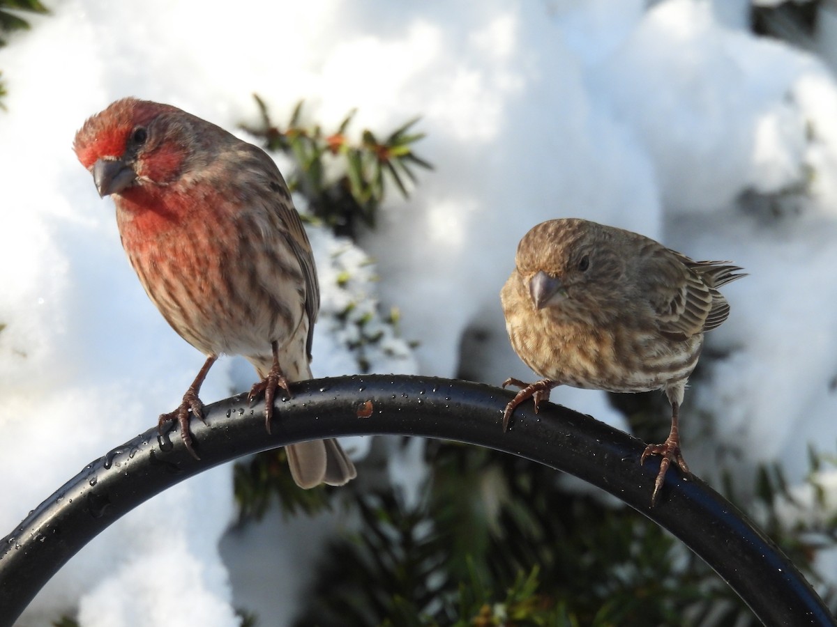 House Finch - ML646485403