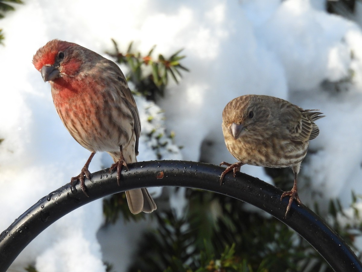 House Finch - ML646485404