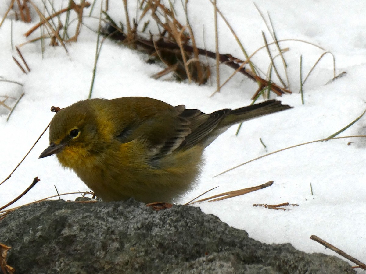 Pine Warbler - ML646485408