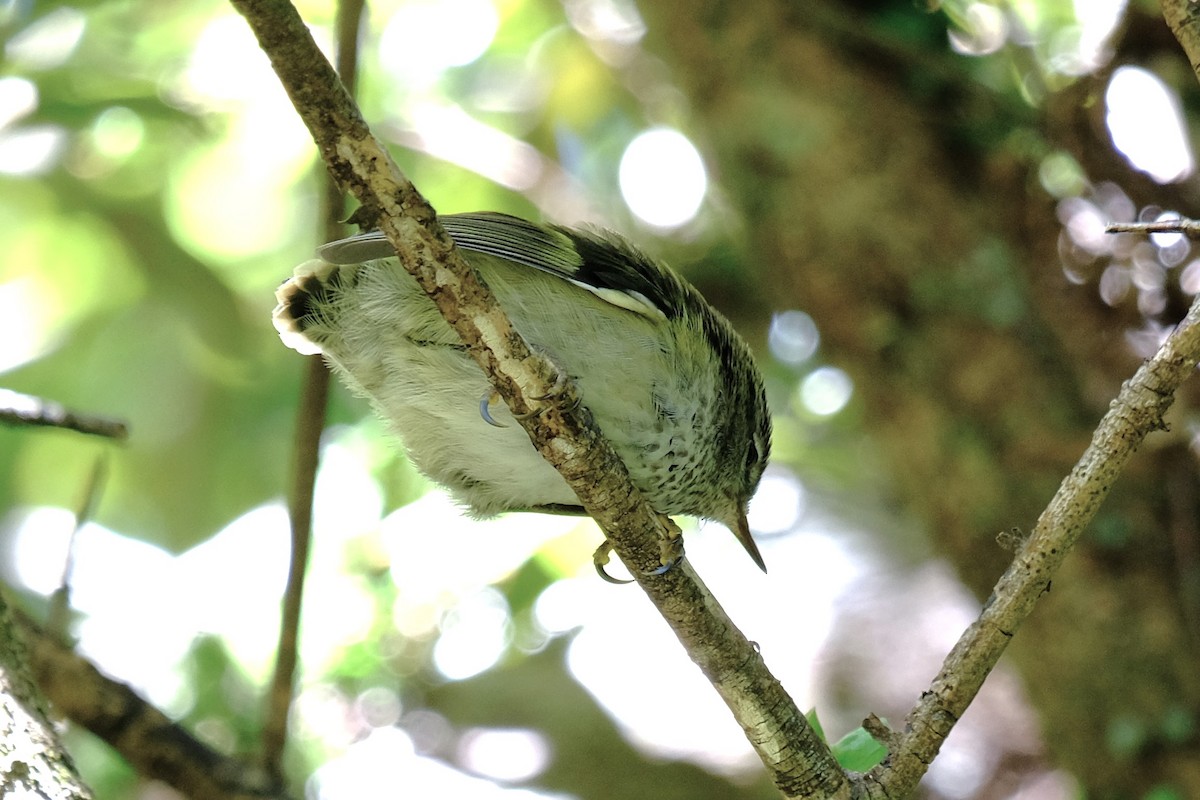 Rifleman - ML646485409