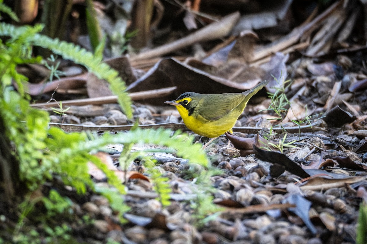 Kentucky Warbler - ML646485412
