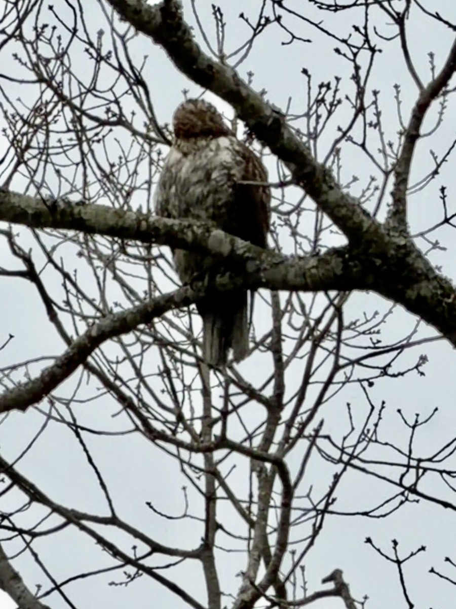 Red-tailed Hawk - ML646485413