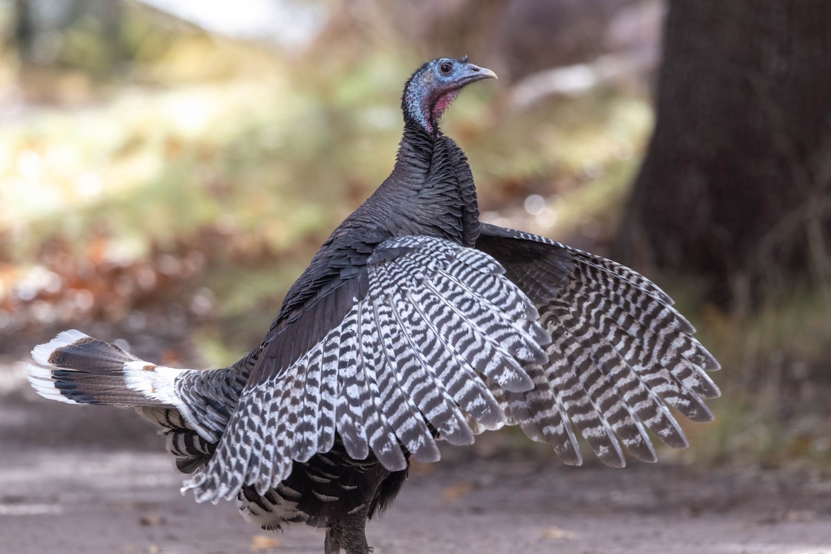 Wild Turkey - ML646485415