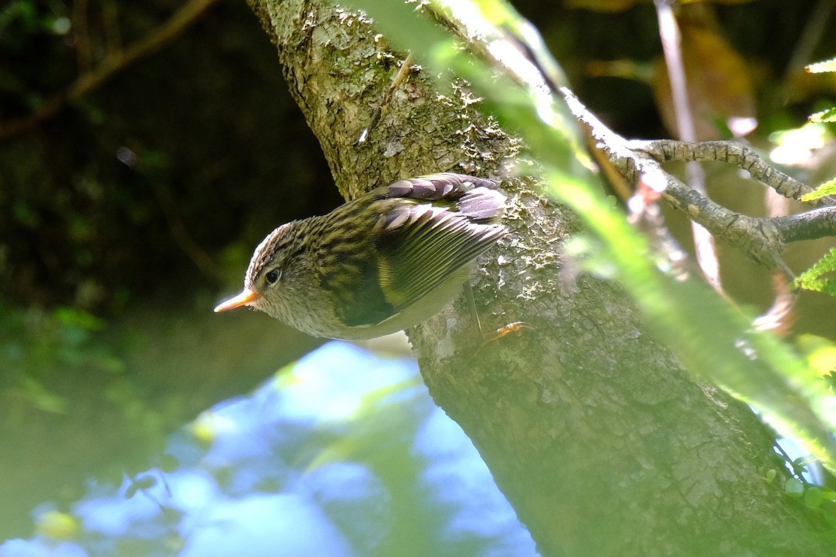 Rifleman - ML646485416