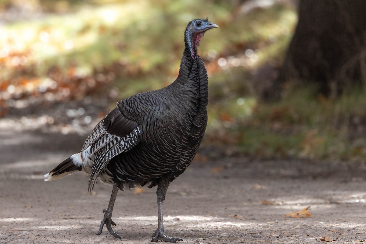 Wild Turkey - ML646485417