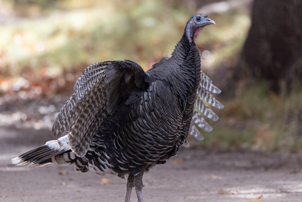 Wild Turkey - ML646485418