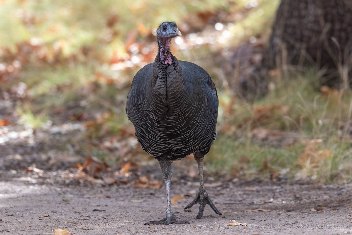 Wild Turkey - ML646485419