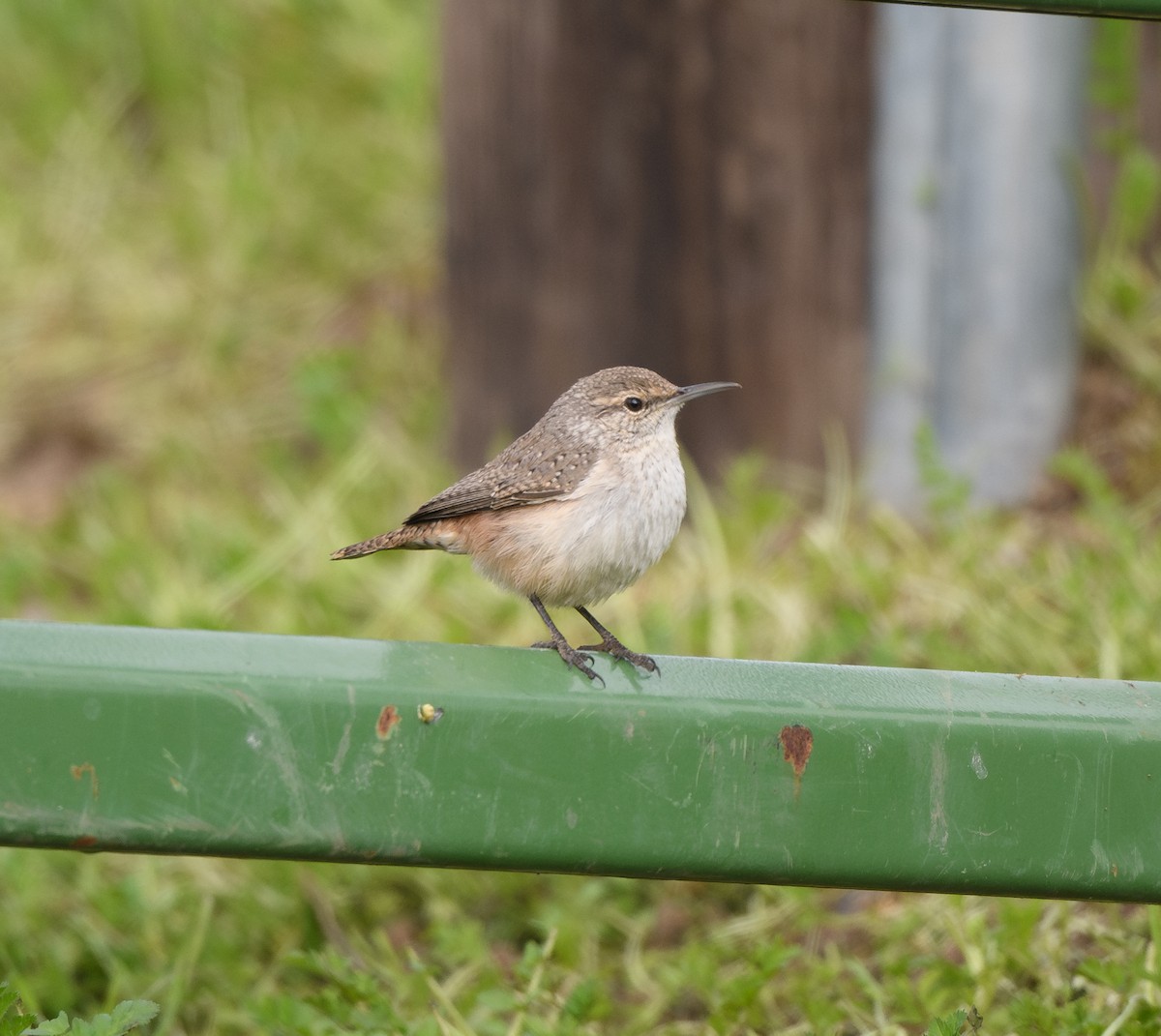Rock Wren - ML646485420