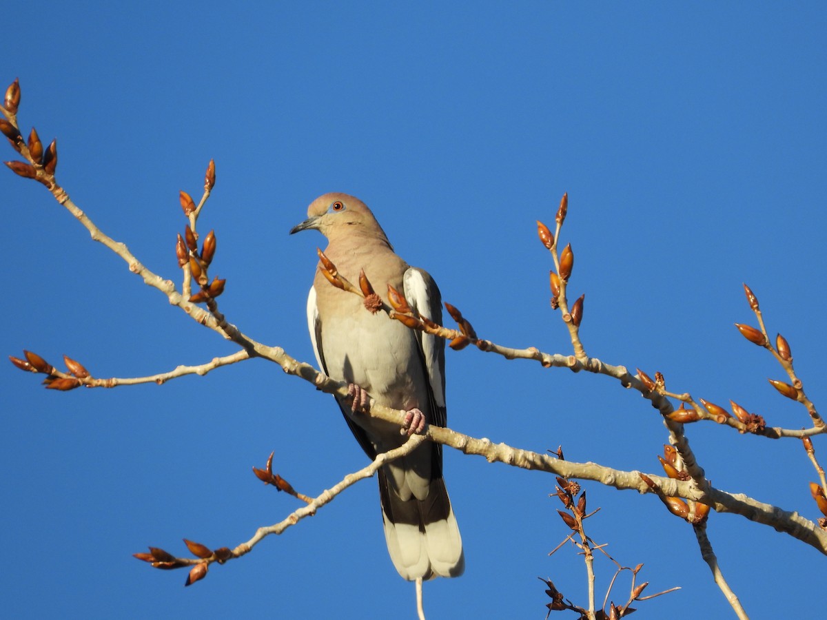 White-winged Dove - ML646485421