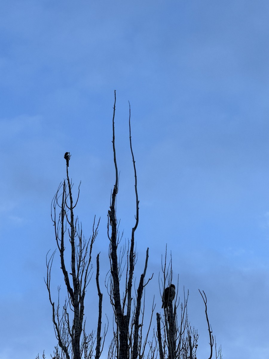 straka americká - ML646485422