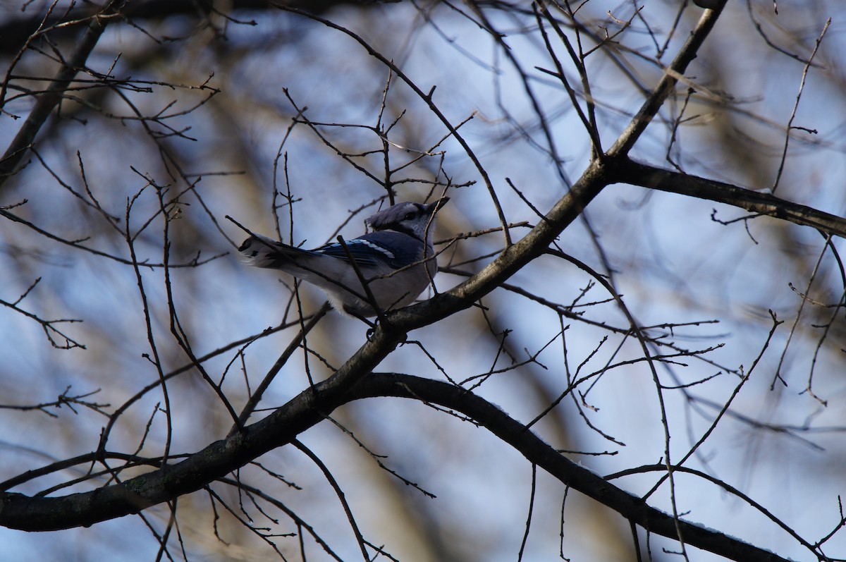 Blue Jay - ML646485423