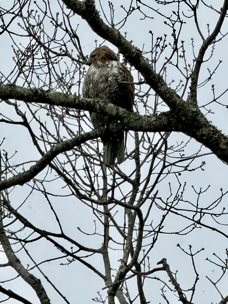 Red-tailed Hawk - ML646485424