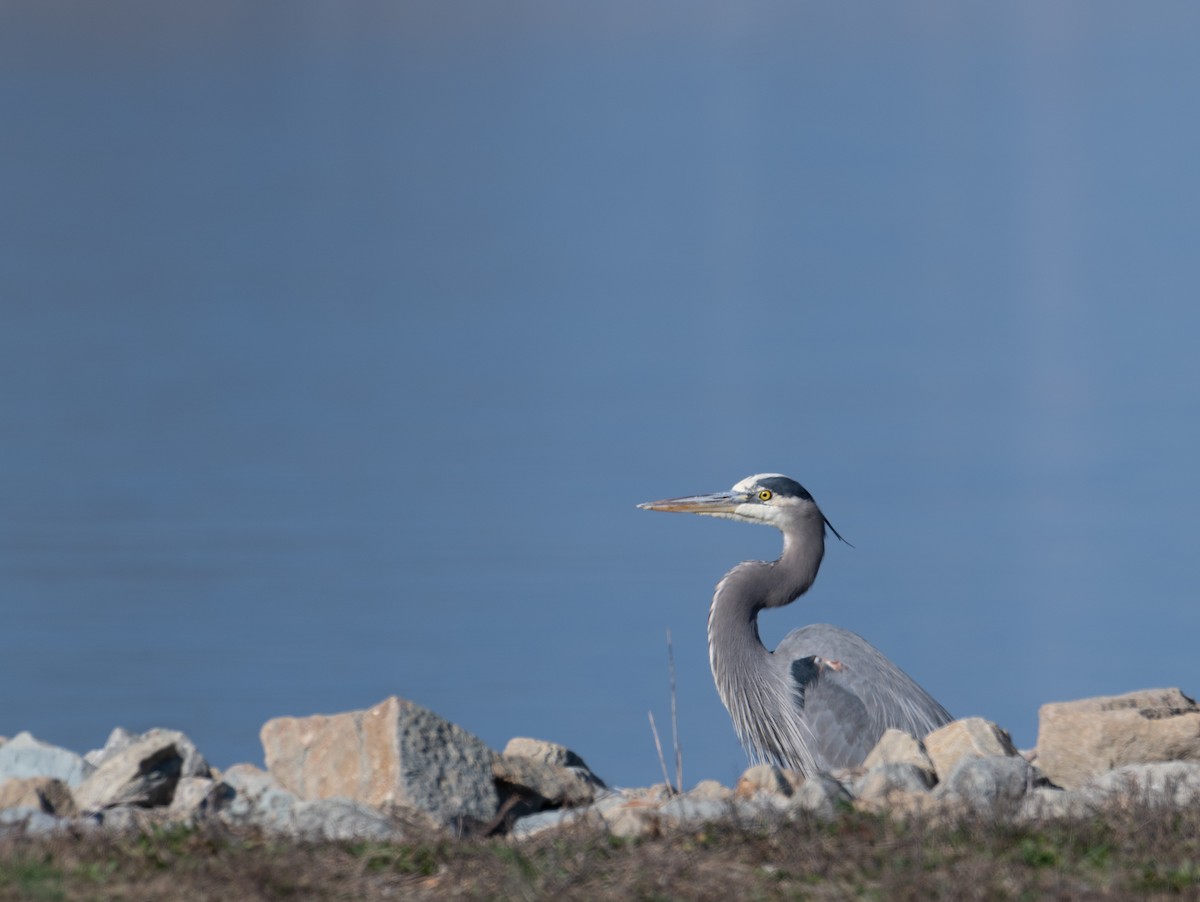 Great Blue Heron - ML646485425