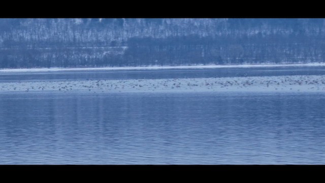 Большой крохаль (americanus) - ML646485427