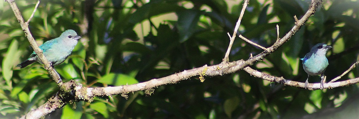 オオソライロフウキンチョウ - ML646485429