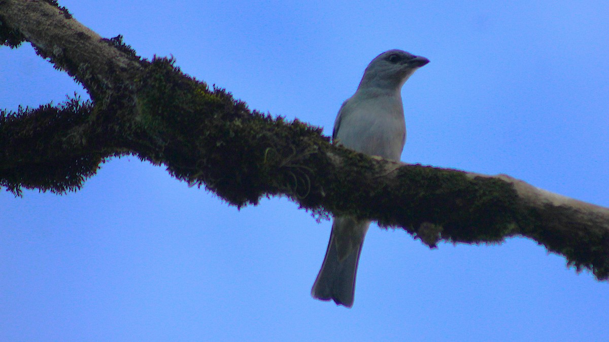 オオソライロフウキンチョウ - ML646485430