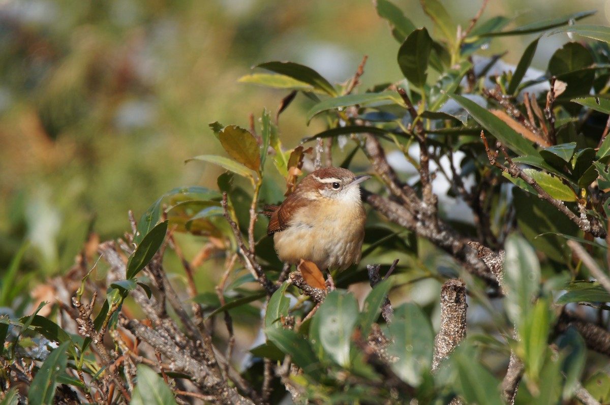 Carolina Wren (Northern) - ML646485433