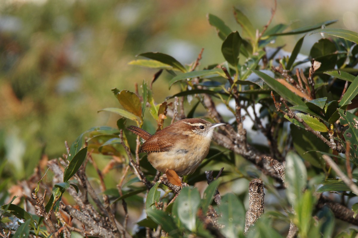 Carolina Wren (Northern) - ML646485434