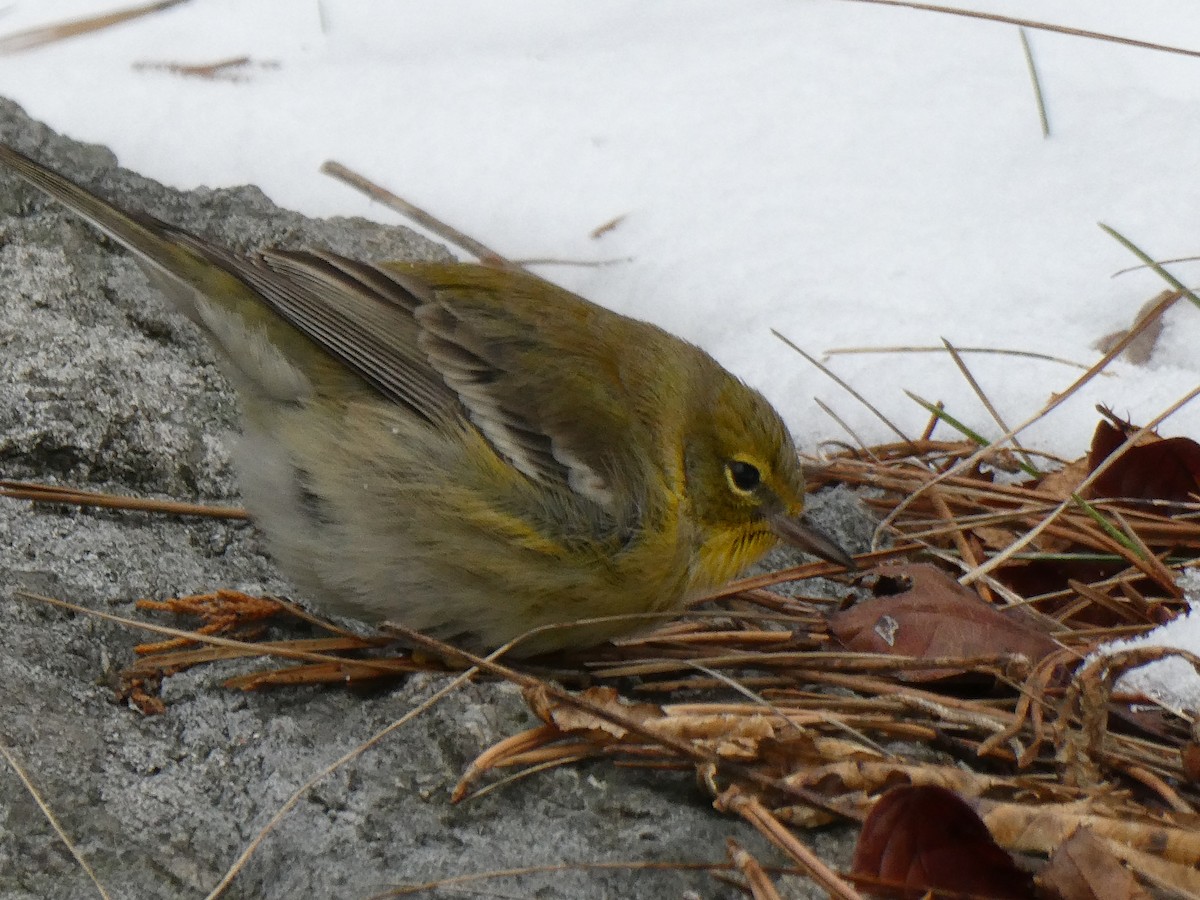 Pine Warbler - ML646485436