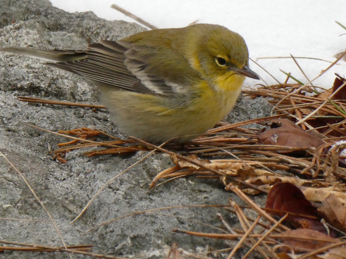 Pine Warbler - ML646485439