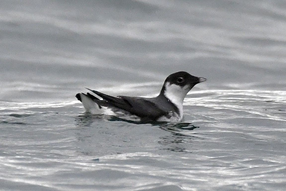 Ancient Murrelet - ML646485440