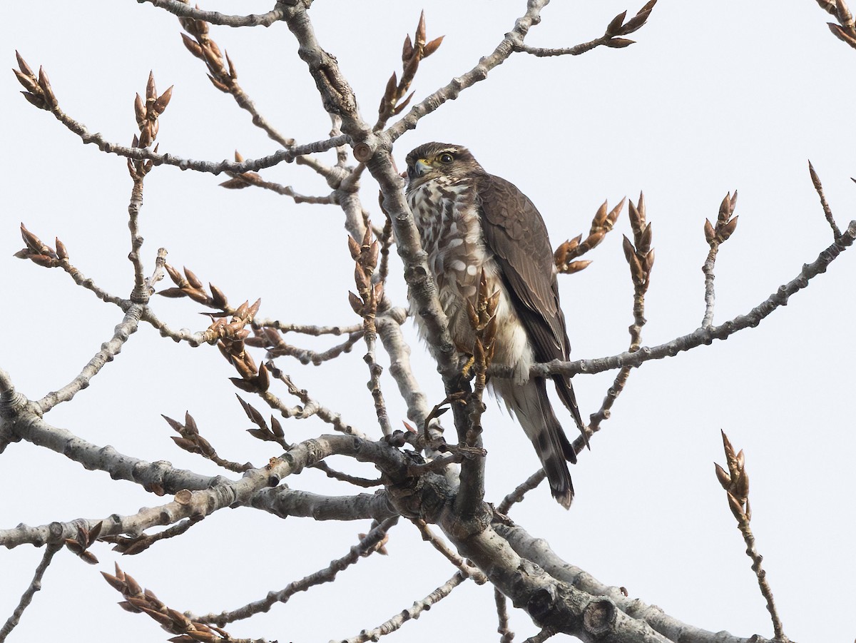 Merlin - ML646485441