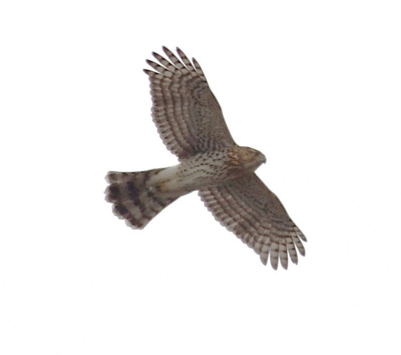 Cooper's Hawk - ML646485442