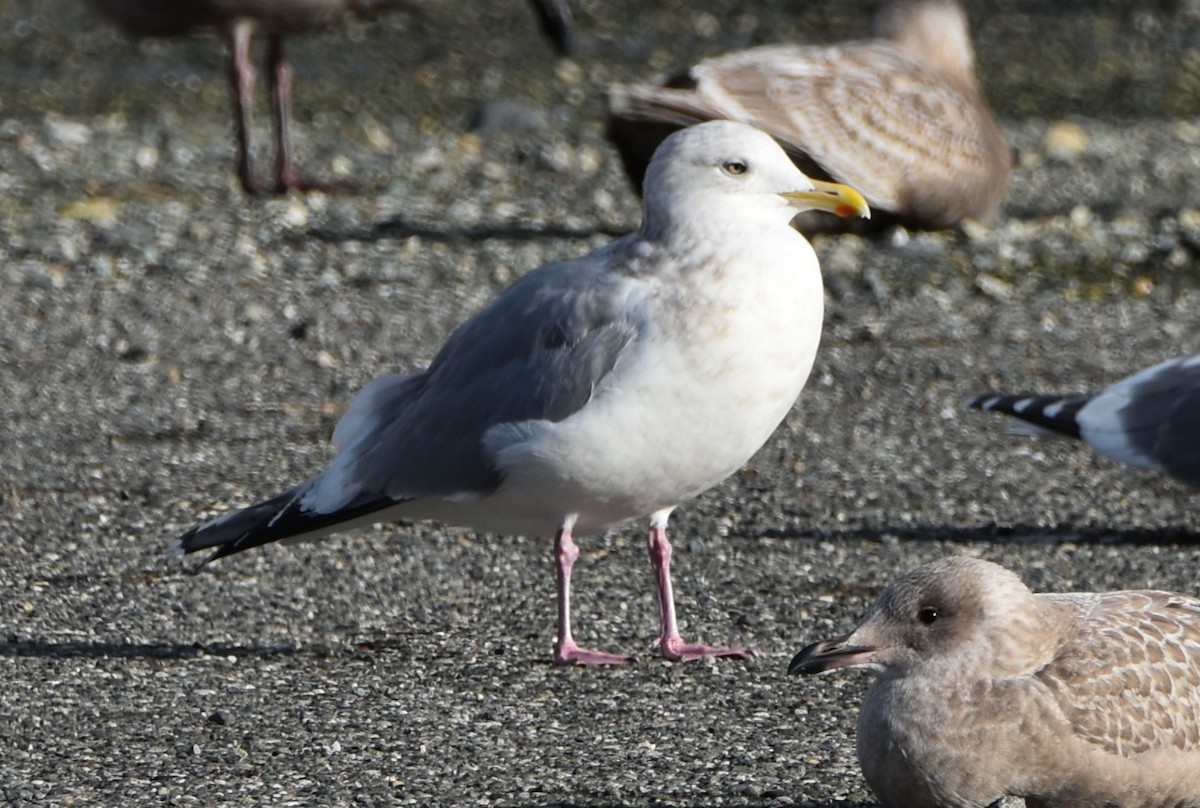 Iceland Gull - ML646485444