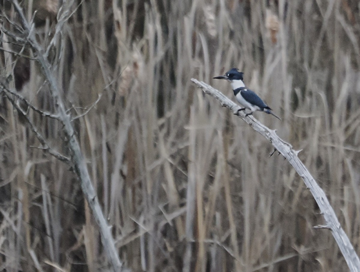 Belted Kingfisher - ML646485445