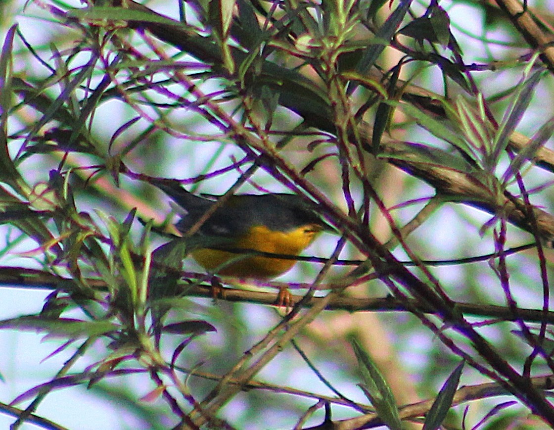 ミナミアサギアメリカムシクイ - ML646485448