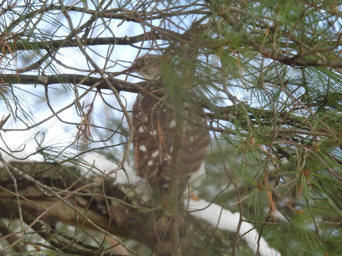 Cooper's Hawk - ML646485450