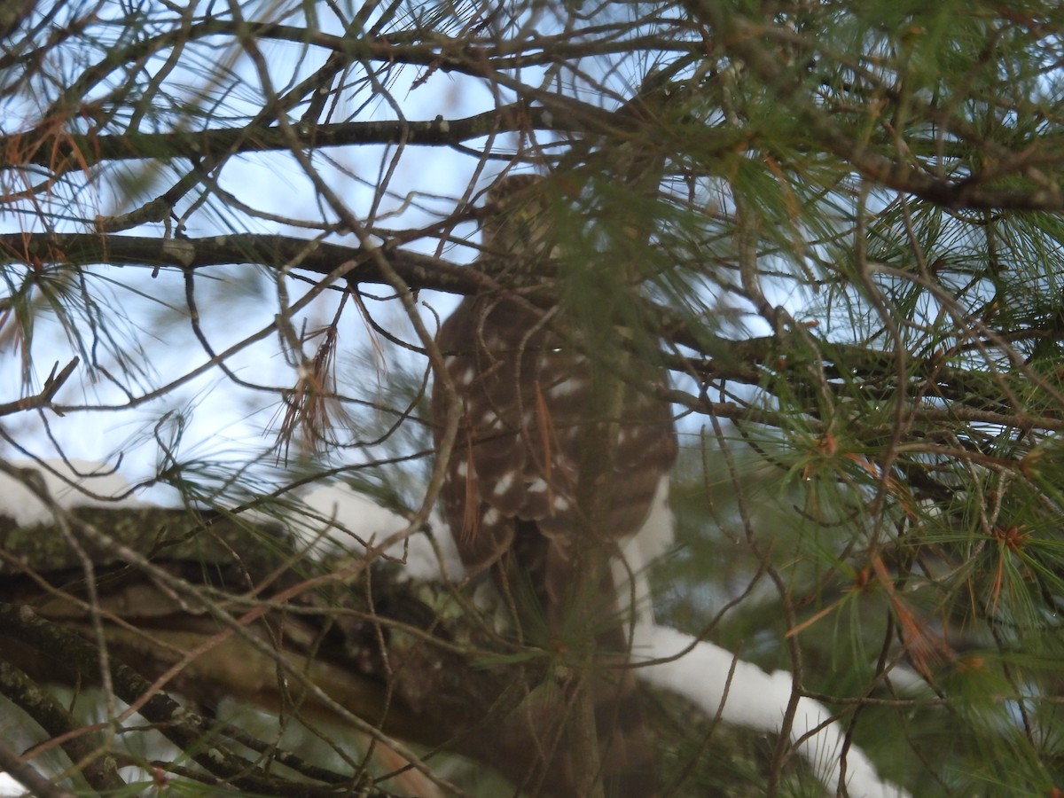 Cooper's Hawk - ML646485451