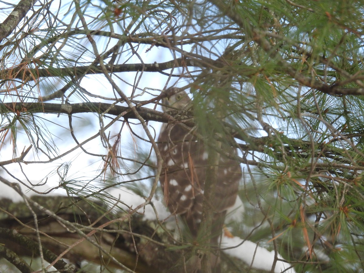 Cooper's Hawk - ML646485452