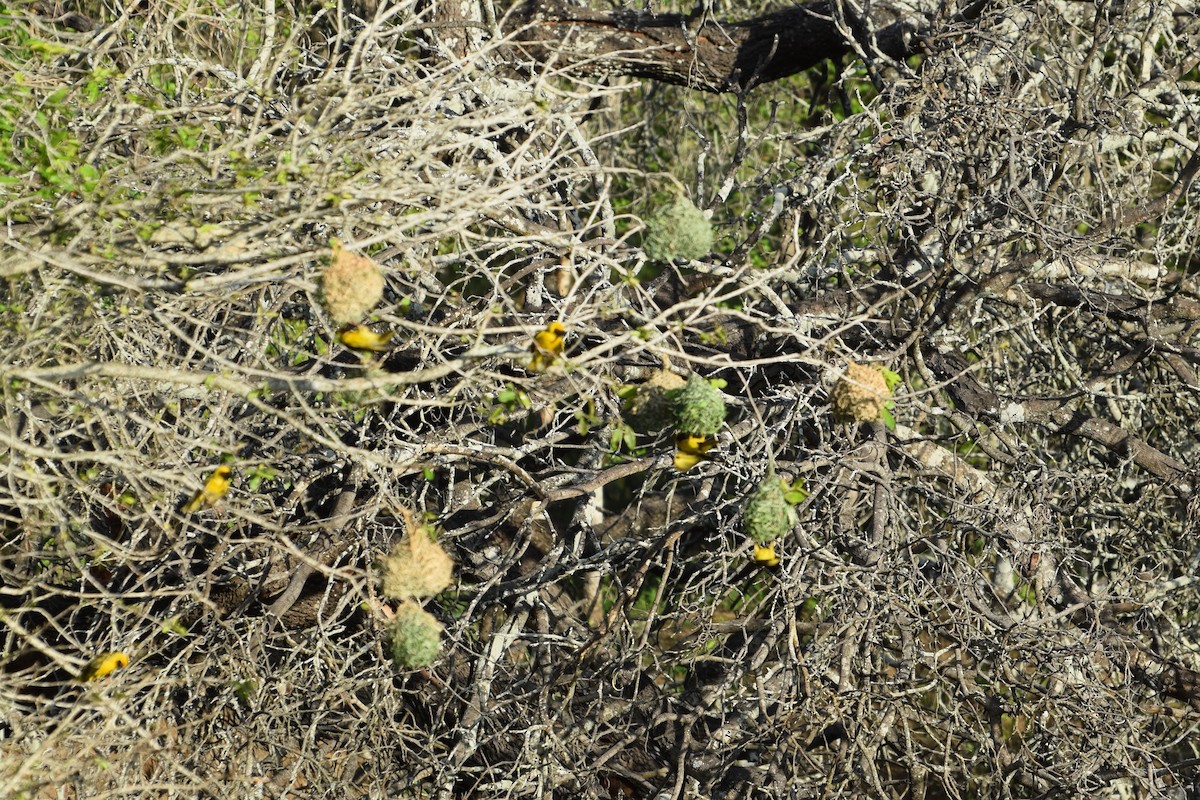 Dorfweber - ML646485453