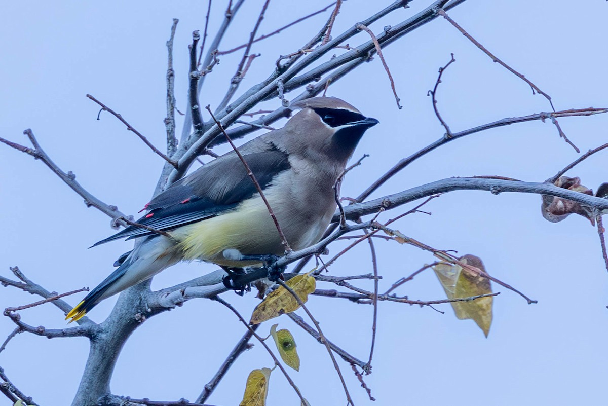 Cedar Waxwing - ML646485454