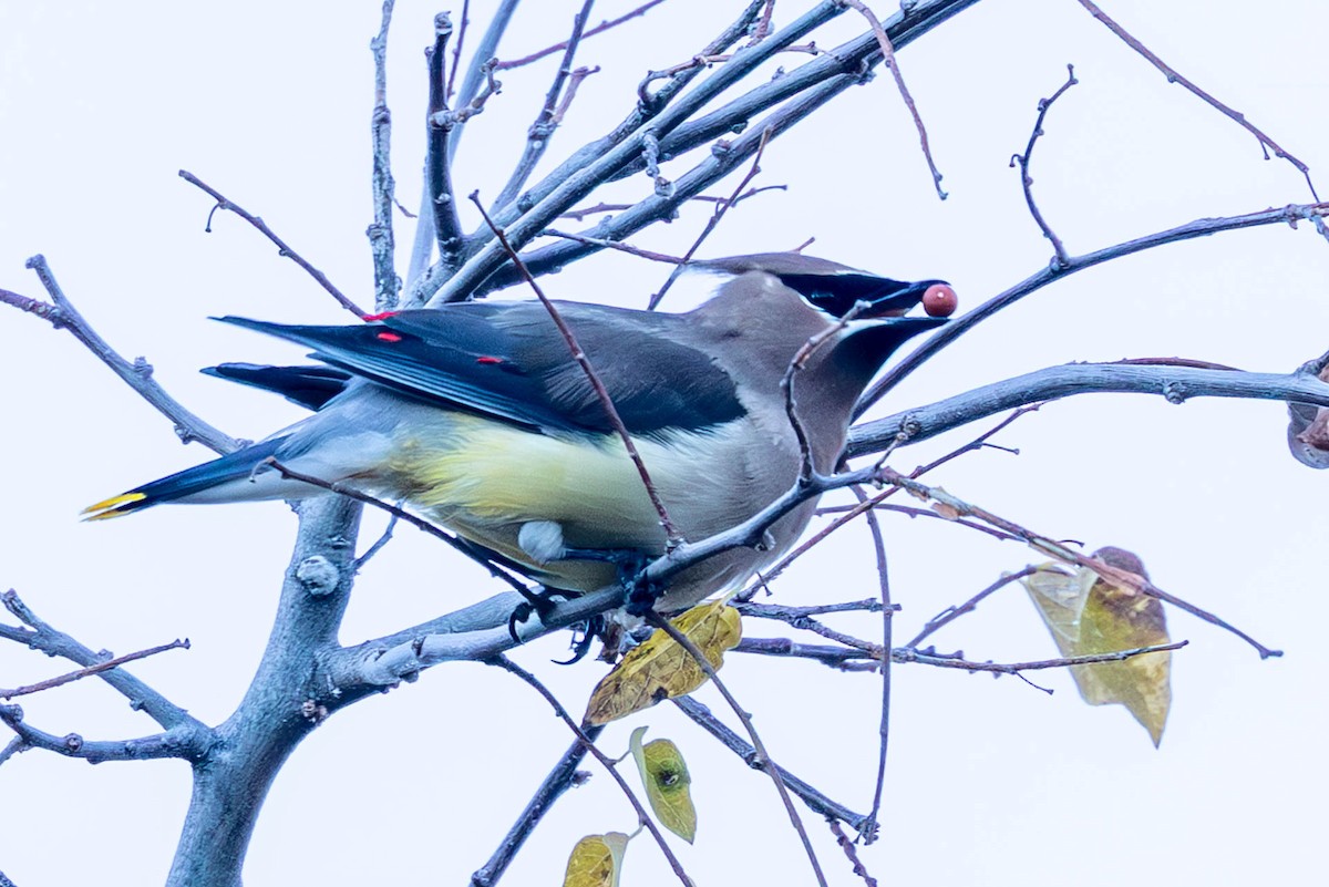 Cedar Waxwing - ML646485455