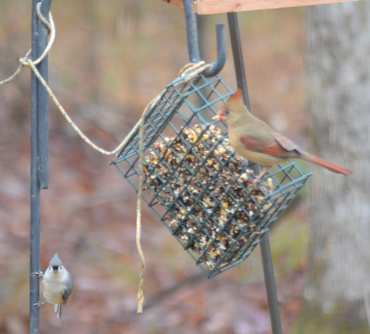 Tufted Titmouse - ML646485456