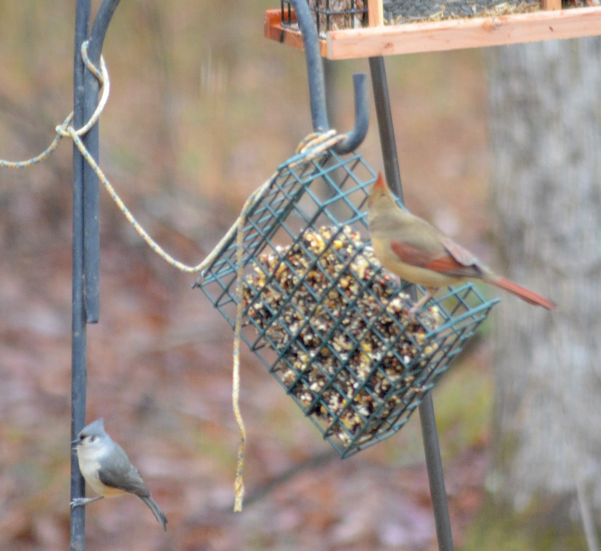 Tufted Titmouse - ML646485457