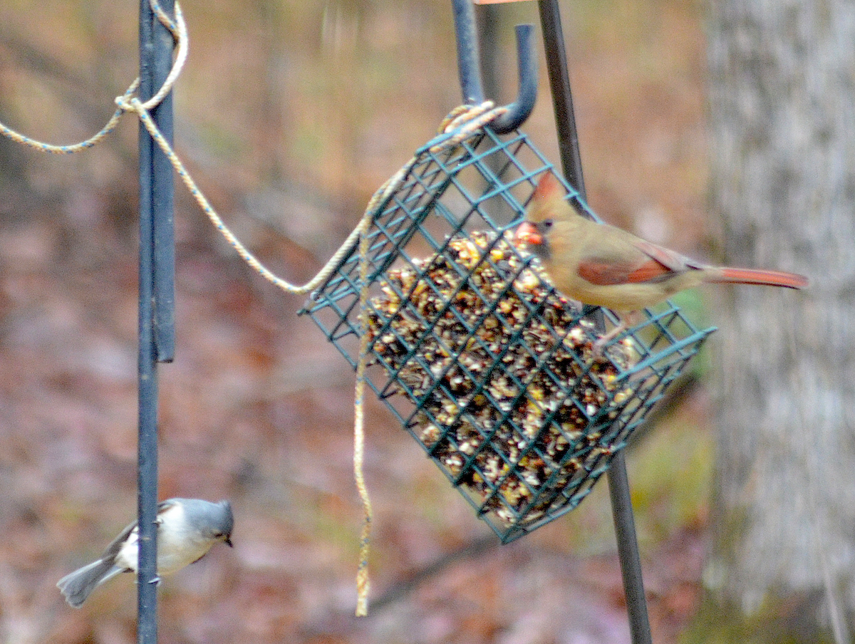 Tufted Titmouse - ML646485458