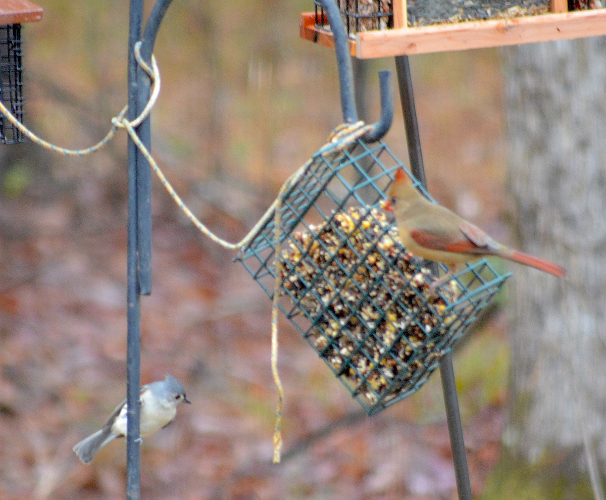 Tufted Titmouse - ML646485459