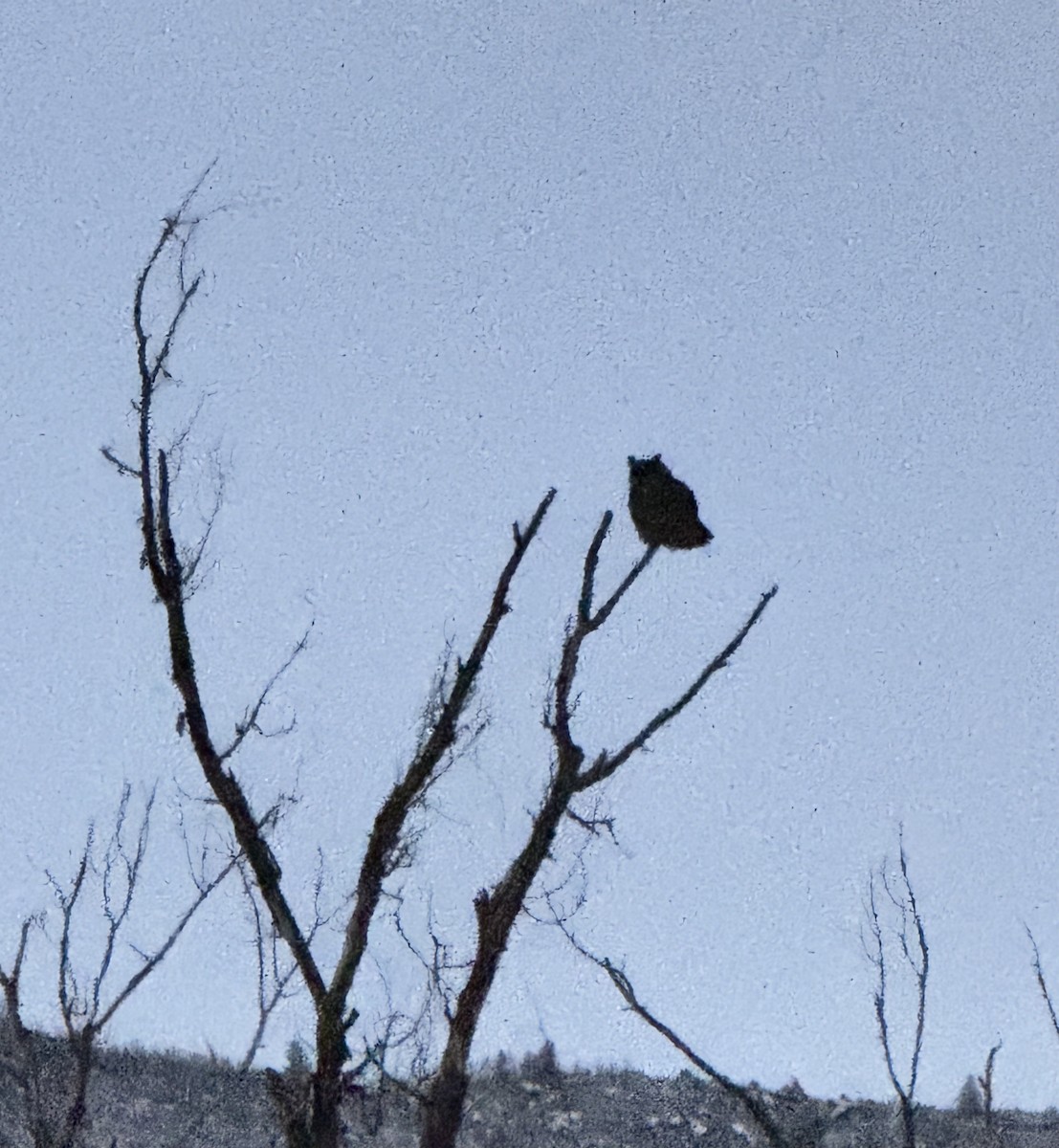 Great Horned Owl - ML646485461