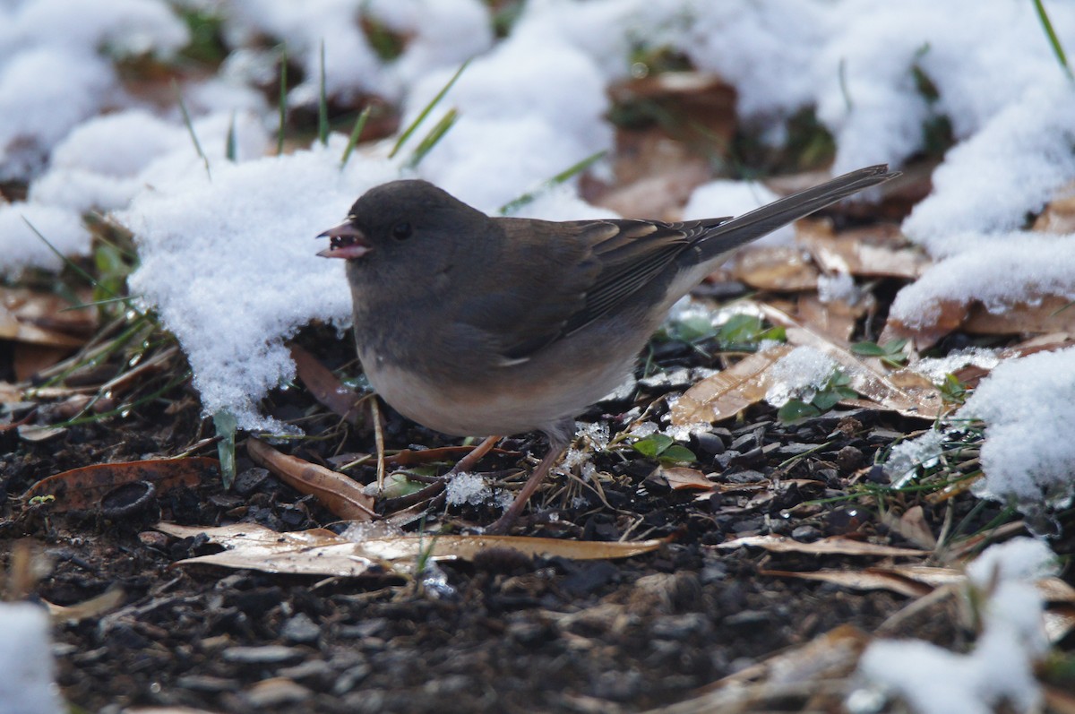 Dark-eyed Junco (Slate-colored) - ML646485464