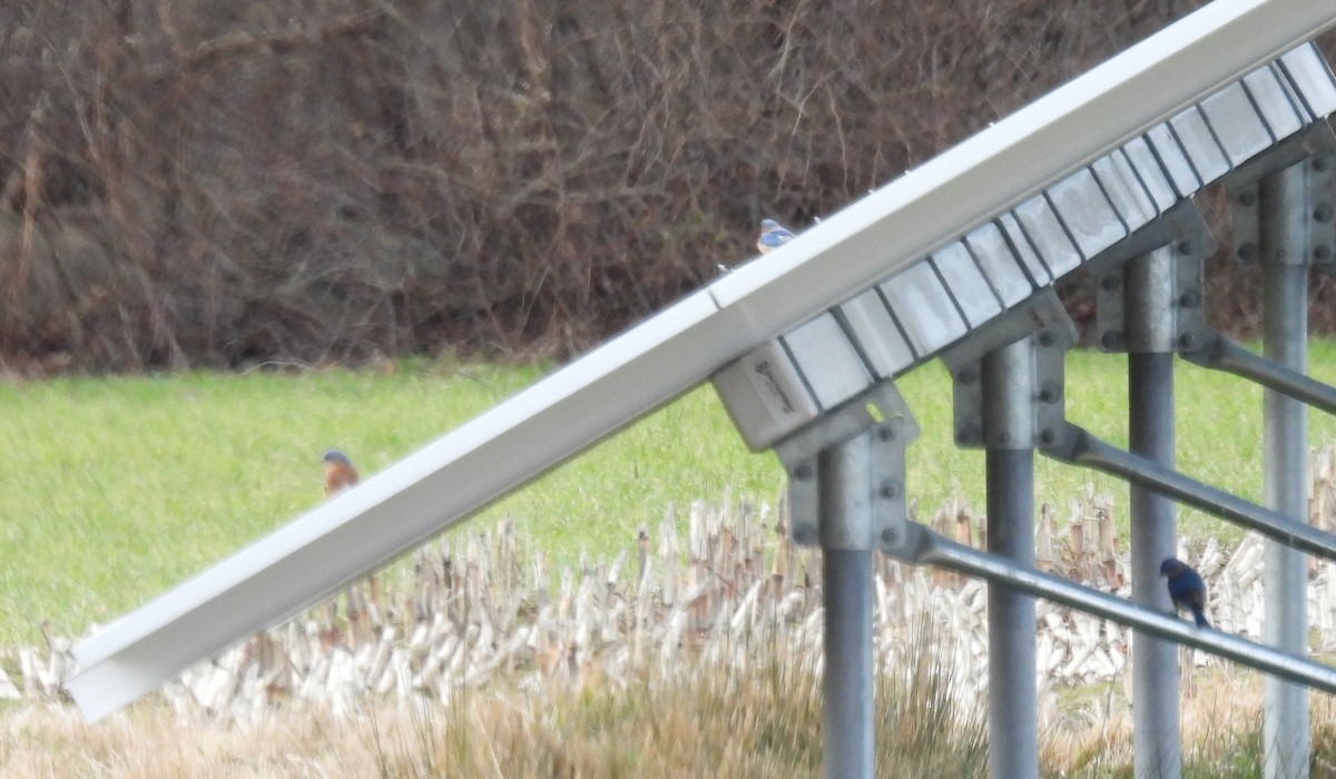 Eastern Bluebird - ML646485465